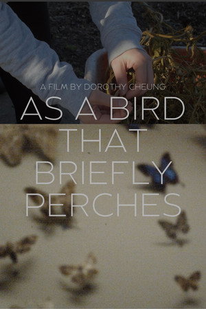 as a bird that briefly perches poster