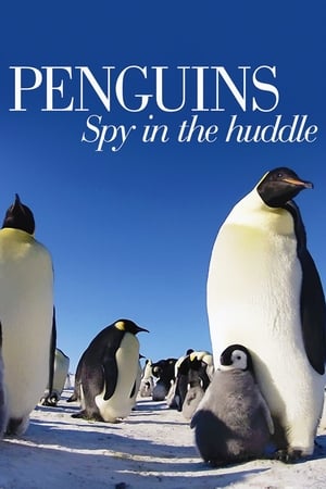 Penguins: Spy in the Huddle