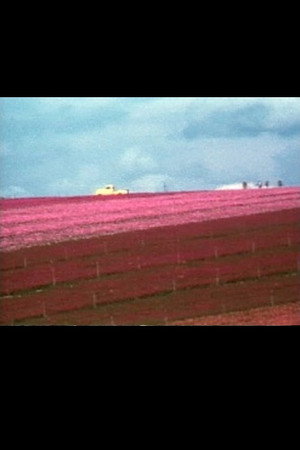 Flower Fields poster