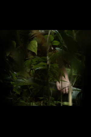 In A Grove poster