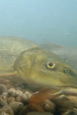 Poster of Flowing - My Dream of More Freedom