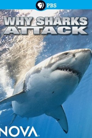 Why Sharks Attack