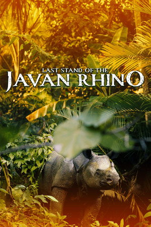Last Stand Of The Javan Rhino