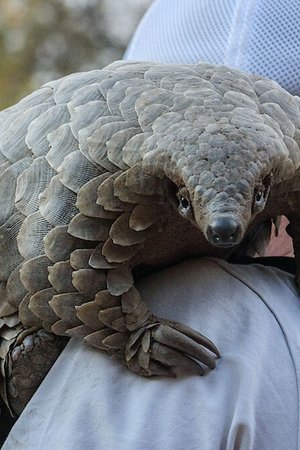 Pangolín: El viaje de Kulu