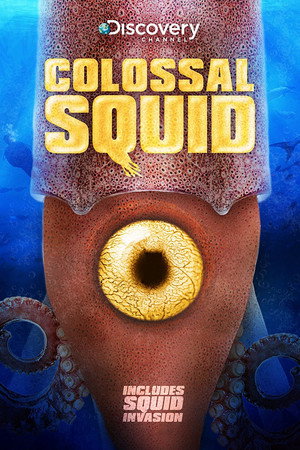 Colossal Squid