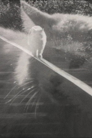 Catwalk poster