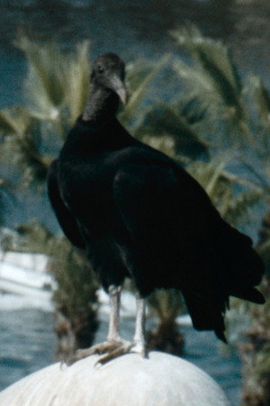 Gallinazo poster