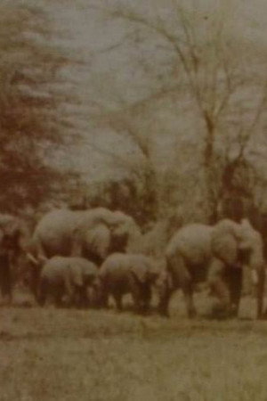 Elephants' Test poster
