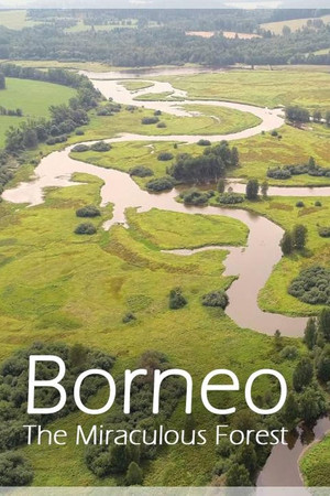 Bornéo, la forêt miraculée