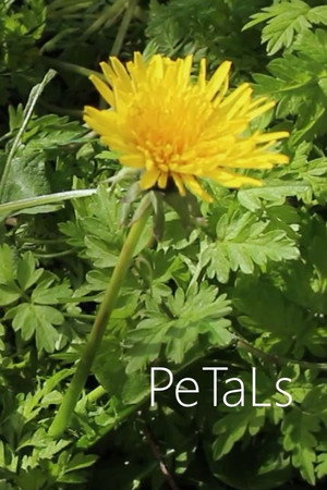 PeTaLs PeTaLs