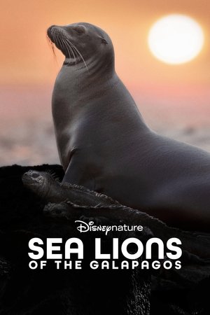 Sea Lions of the Galapagos Sea Lions of the Galapagos