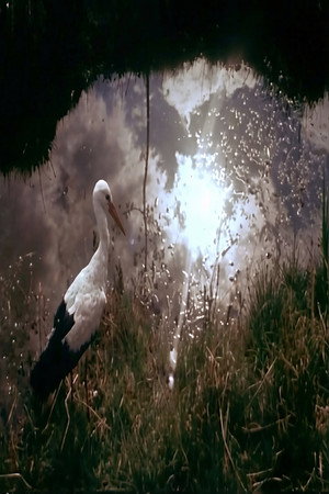White Storks poster
