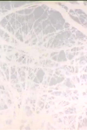 Leafless poster