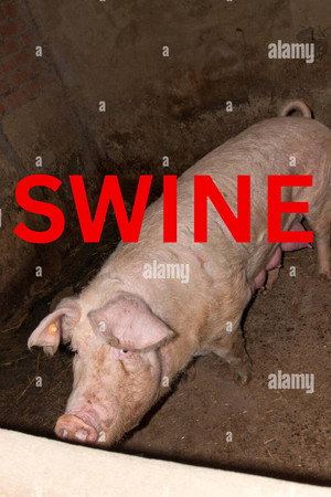 Swine