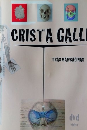 Crista Galli: Tras Bambalinas