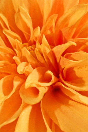 Floral Yearnings poster