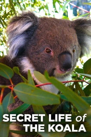 Secret Life of the Koala