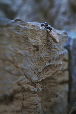 Just Life poster