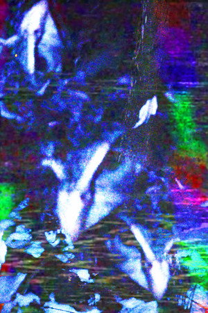 crow.mp4 poster