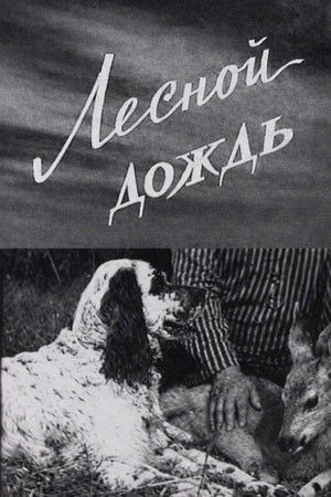 Лесной дождь