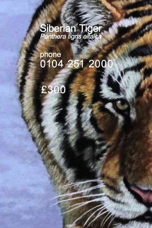 Siberian Tiger poster