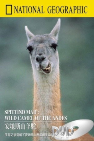 Spitting Mad: Wild Camels of the Andes