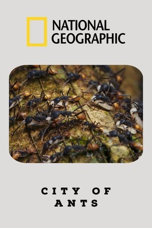 Poster of City Of Ants