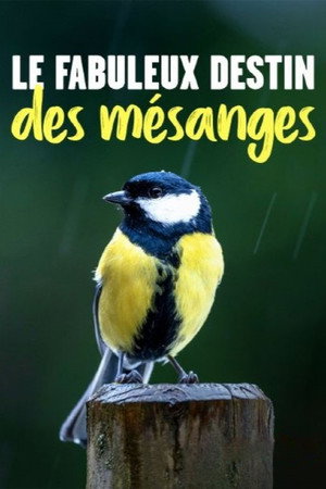 Kleine Meise ganz groß poster