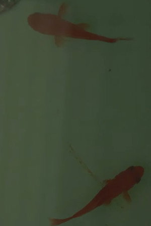 Room on the Shore poster