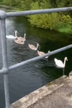 Geese