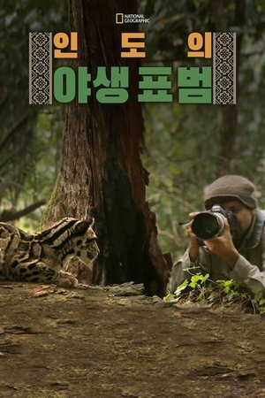 인도의 야생 표범