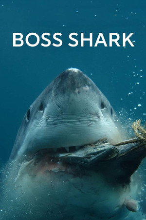 Boss Shark poster