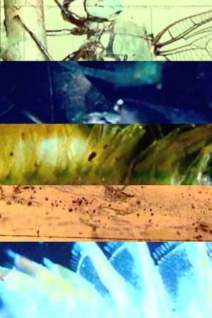 Dragonflies-with-Birds-and-Snake-(2012)