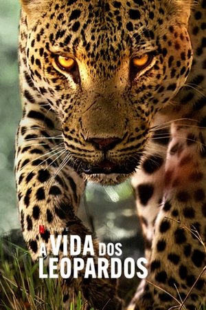 Imagem A Vida dos Leopardos
