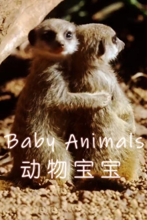 Baby Animals