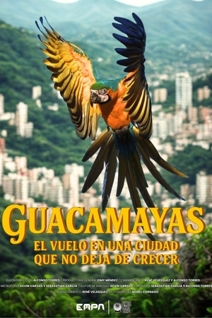 Guacamayas: El vuelo en una ciudad que no deja de crecer