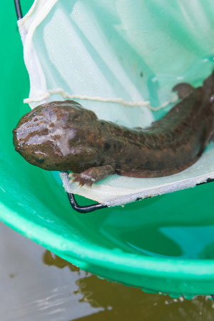 Hellbender in the Blue poster