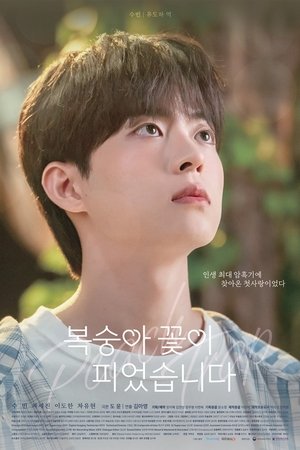 복숭아 꽃이 피었습니다