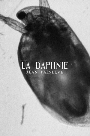 Daphnia poster