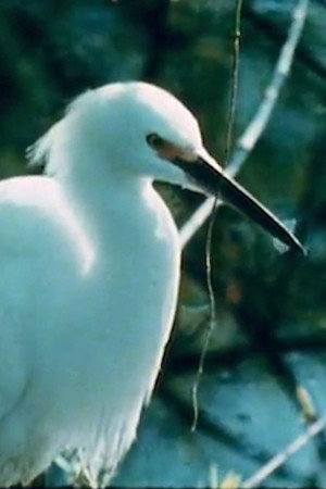 Watching Birds with Roger Tory Peterson poster