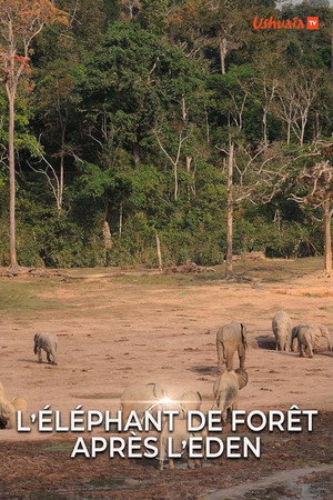 L' éléphant de forêt après l'éden poster
