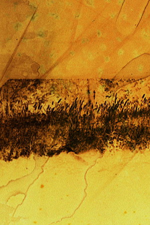 The Sight poster