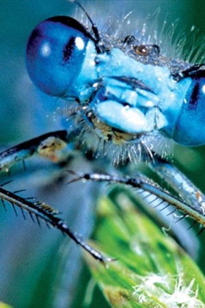 Life in the Undergrowth