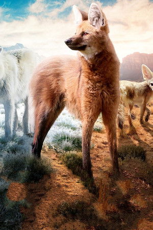 Dogs in the Wild: Meet the Family