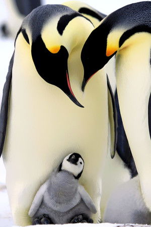 Penguins: Spy in the Huddle