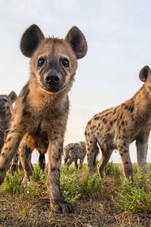 World's Sneakiest Animals