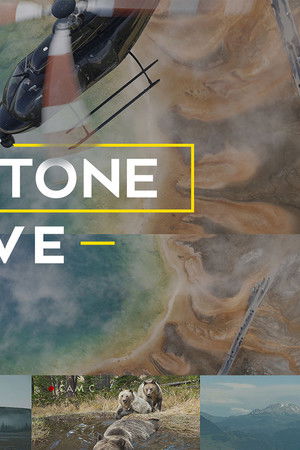 Yellowstone Live