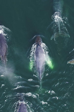 Les super-prédateurs des mers