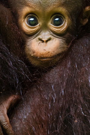 Cennet: El Değmemiş Gezegen