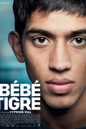 Bébé Tigre